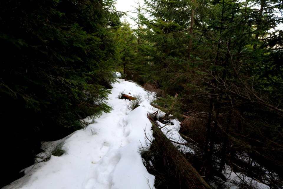 Trail on Hoher Ochsenkopf 2020-03-15 80