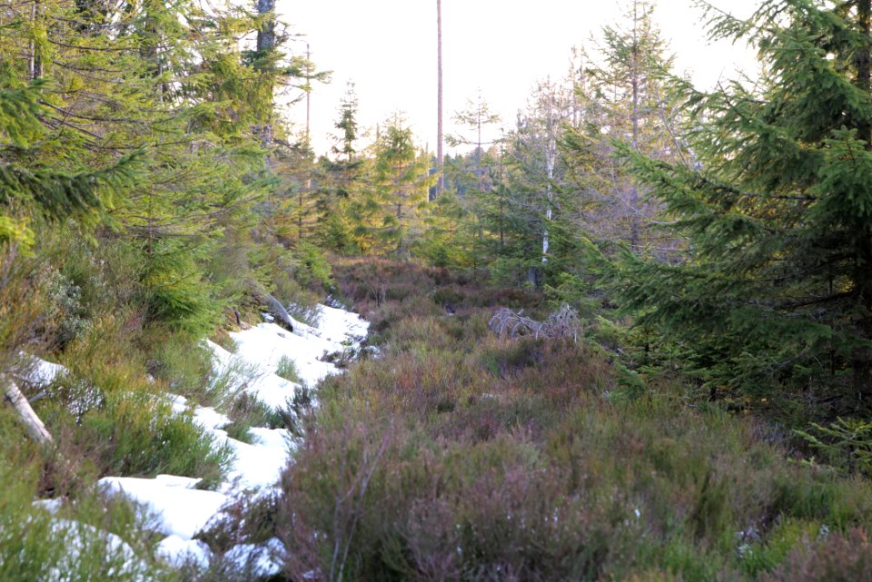 Trail on Hoher Ochsenkopf 2020-03-15 130
