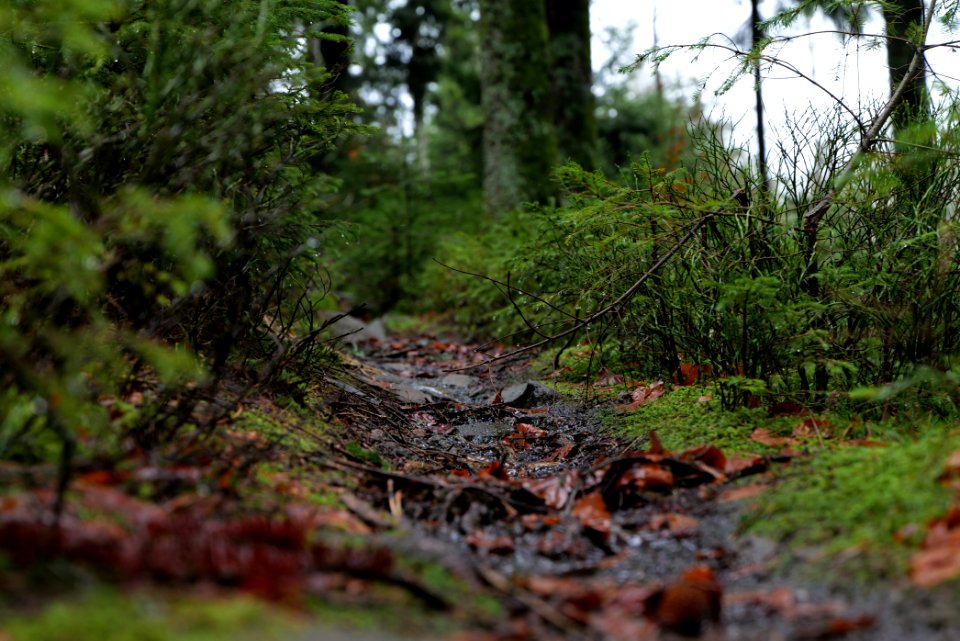 Trail in the Black Forest at north of Obertal Baiersbronn 2020-03-11 33