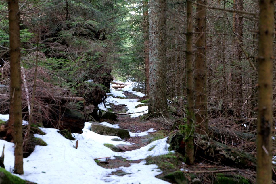 Trail on Hoher Ochsenkopf 2020-03-15 90