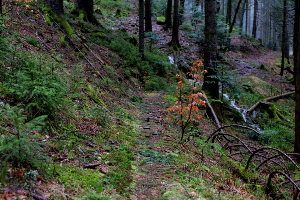 Trail in the Black Forest at north of Obertal Baiersbronn 2020-03-11 04
