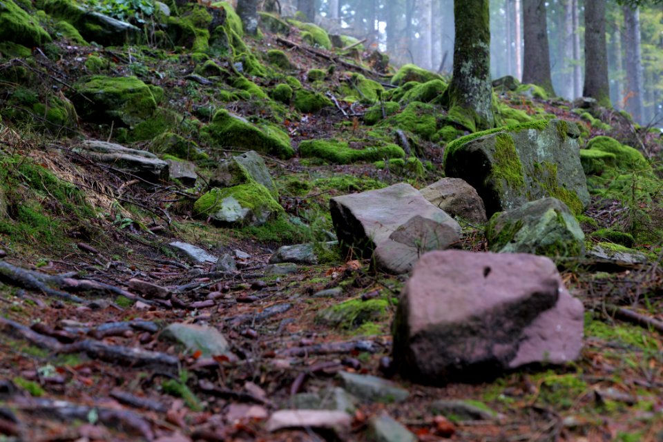 Trail in the Black Forest at north of Obertal Baiersbronn 2020-03-11 20