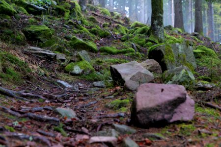 Trail in the Black Forest at north of Obertal Baiersbronn 2020-03-11 20