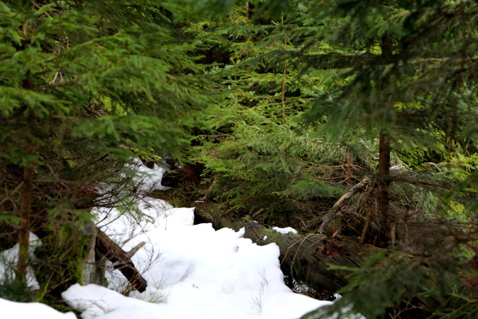 Trail on Hoher Ochsenkopf 2020-03-15 78
