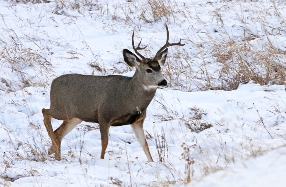 Wildlife nature male