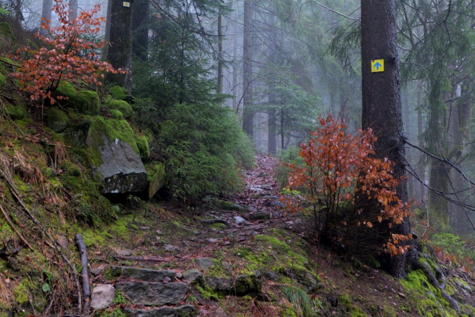 Trail in the Black Forest at north of Obertal Baiersbronn 2020-03-11 18