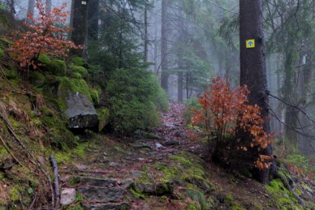 Trail in the Black Forest at north of Obertal Baiersbronn 2020-03-11 18