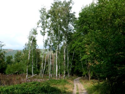 Trail from Urfttalsperre to Dreiborner Hochfläche in September 2019 10
