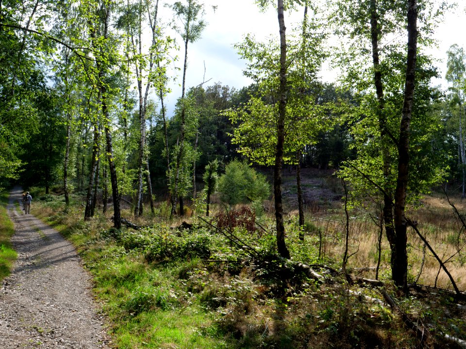 Trail from Urfttalsperre to Dreiborner Hochfläche in September 2019 09