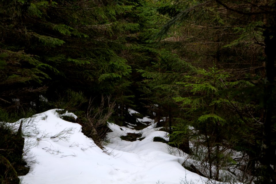 Trail on Hoher Ochsenkopf 2020-03-15 89
