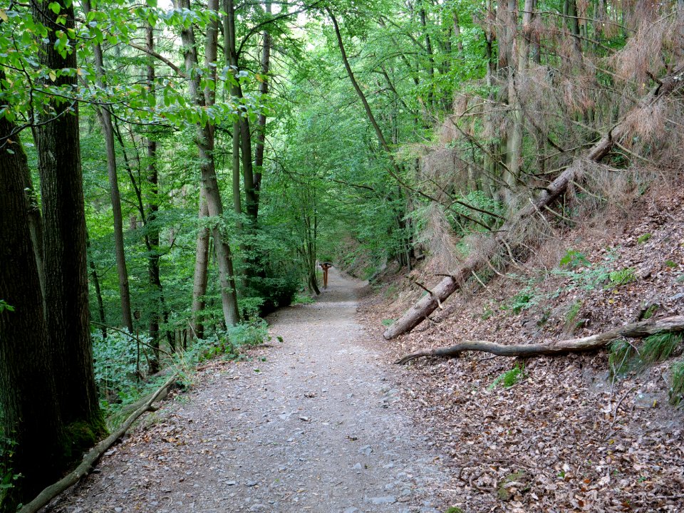 Trail from Urfttalsperre to Dreiborner Hochfläche in September 2019 05