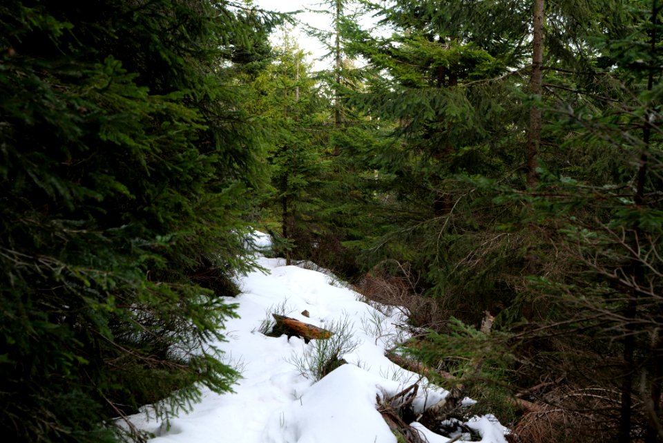 Trail on Hoher Ochsenkopf 2020-03-15 82