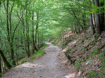 Trail from Urfttalsperre to Dreiborner Hochfläche in September 2019 04 photo