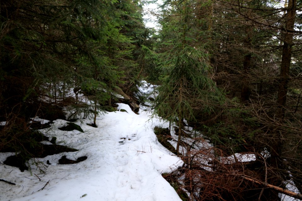 Trail on Hoher Ochsenkopf 2020-03-15 79