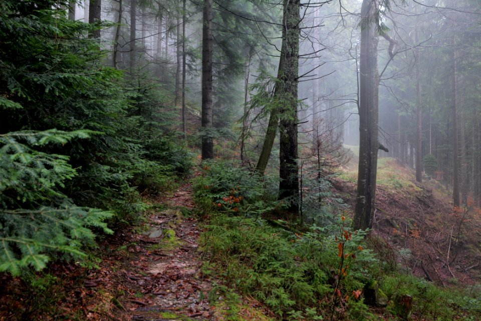 Trail in the Black Forest at north of Obertal Baiersbronn 2020-03-11 12