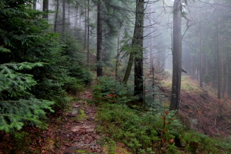 Trail in the Black Forest at north of Obertal Baiersbronn 2020-03-11 12