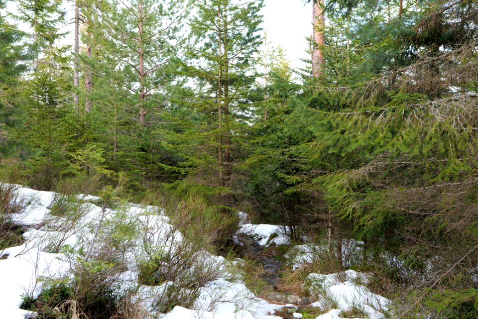 Trail on Hoher Ochsenkopf 2020-03-15 94