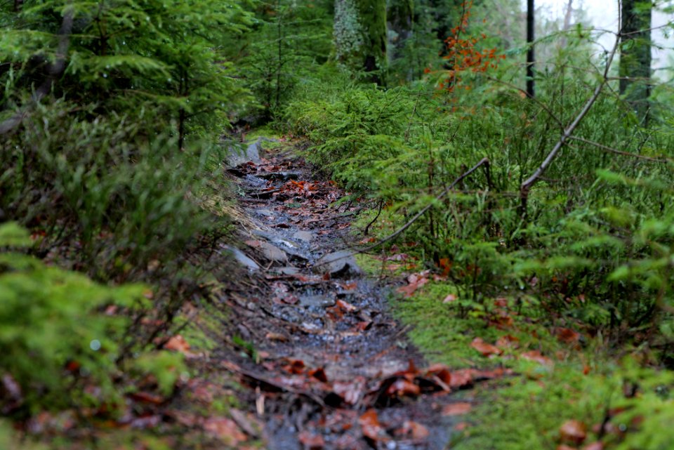 Trail in the Black Forest at north of Obertal Baiersbronn 2020-03-11 32