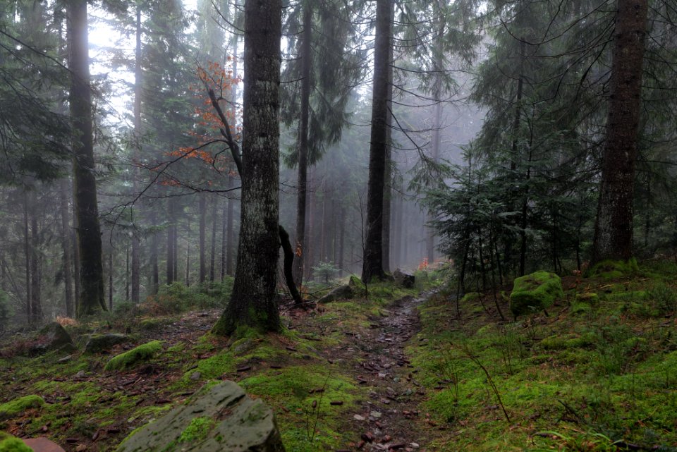 Trail in the Black Forest at north of Obertal Baiersbronn 2020-03-11 15