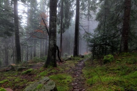 Trail in the Black Forest at north of Obertal Baiersbronn 2020-03-11 15