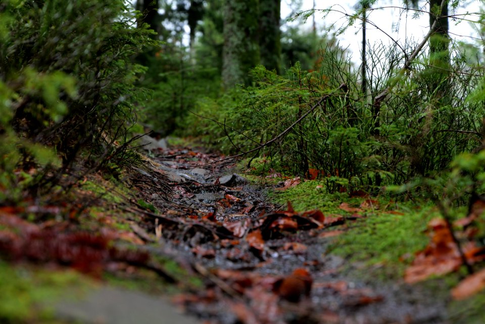 Trail in the Black Forest at north of Obertal Baiersbronn 2020-03-11 35