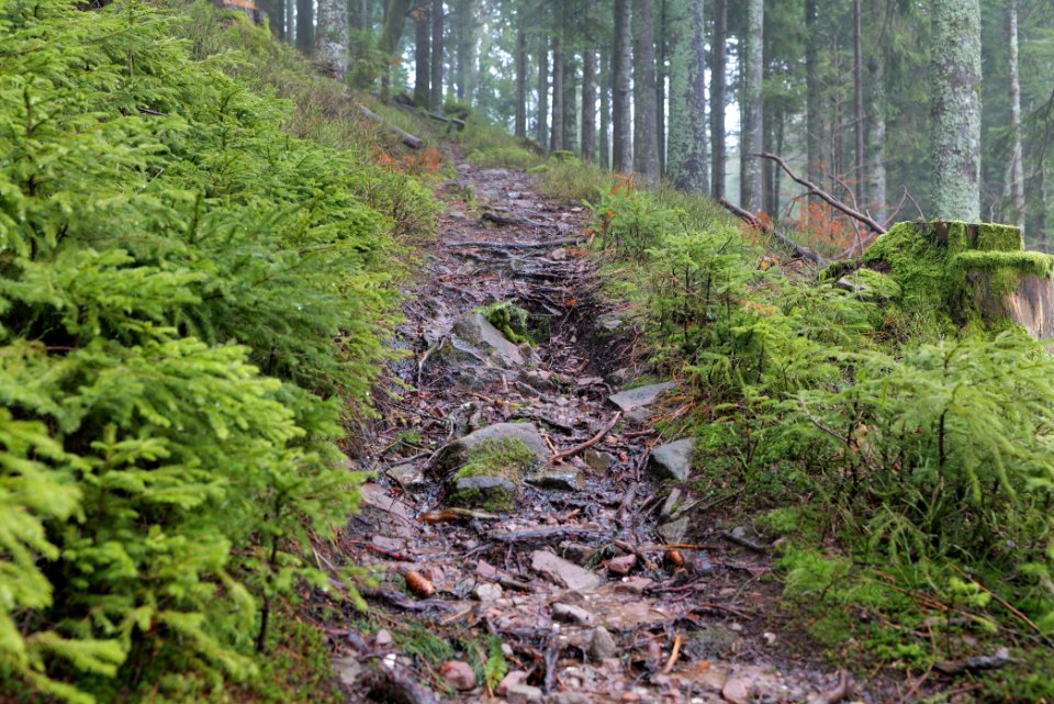 Trail in the Black Forest at north of Obertal Baiersbronn 2020-03-11 27