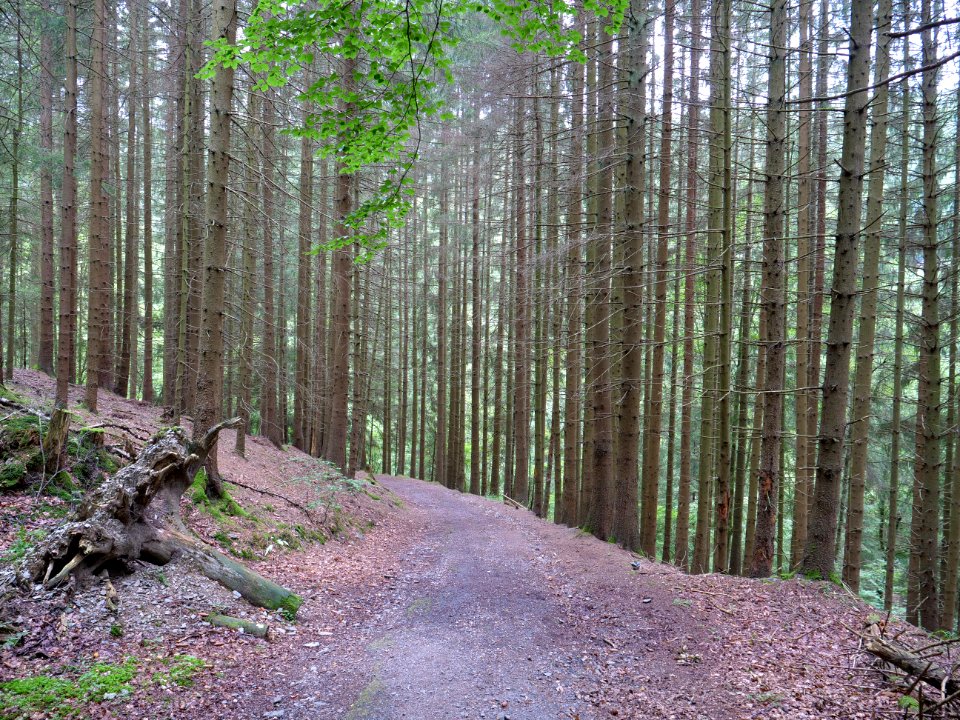 Trail in Erkensruhr valley near Leykaul 04