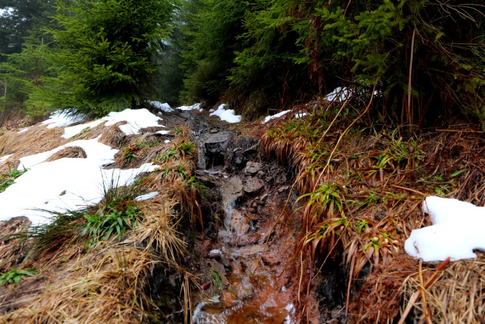 Trail in the Black Forest at north of Obertal Baiersbronn 2020-03-11 39