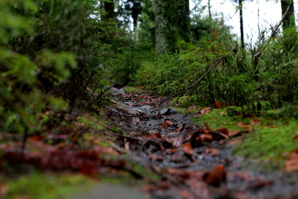 Trail in the Black Forest at north of Obertal Baiersbronn 2020-03-11 34