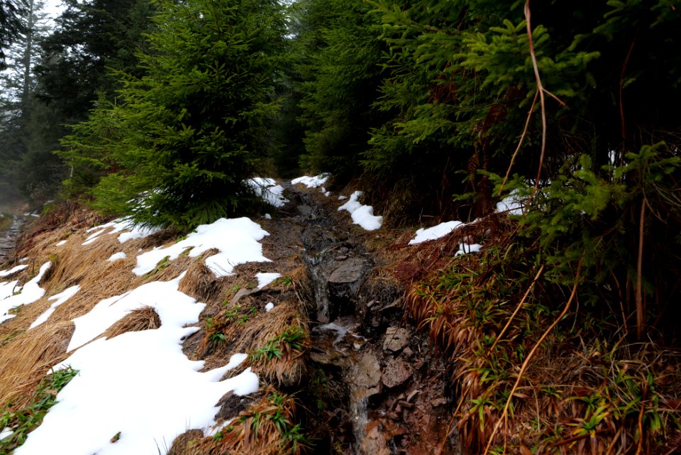 Trail in the Black Forest at north of Obertal Baiersbronn 2020-03-11 41