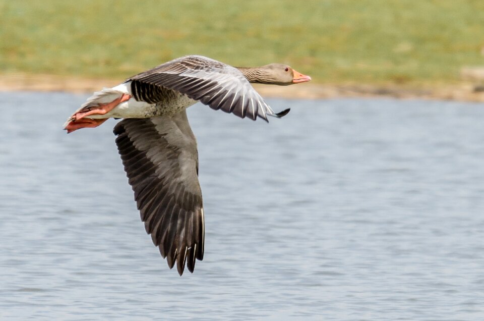 Waterbird geese bird