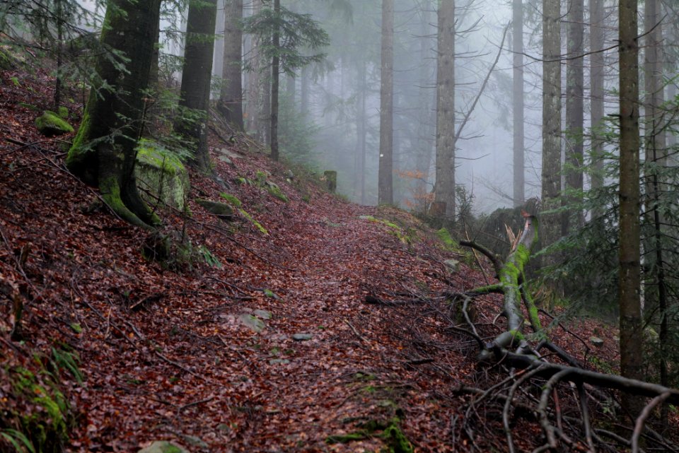 Trail in the Black Forest at north of Obertal Baiersbronn 2020-03-11 10