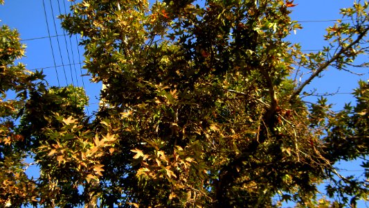 Trees in sidewalk of 17 Shahrivar st - Nishapur 8