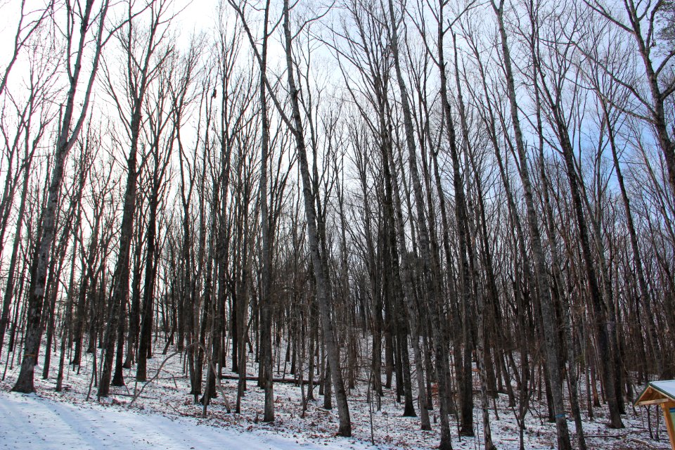 Trees in Sawnee Mountain preserve, Jan 2017