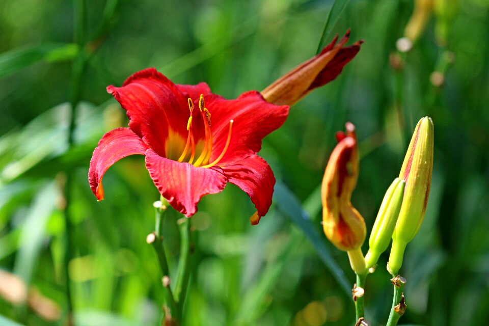 Flowers cone and landscape