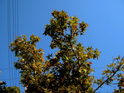 Trees in sidewalk of 17 Shahrivar st - Nishapur 9
