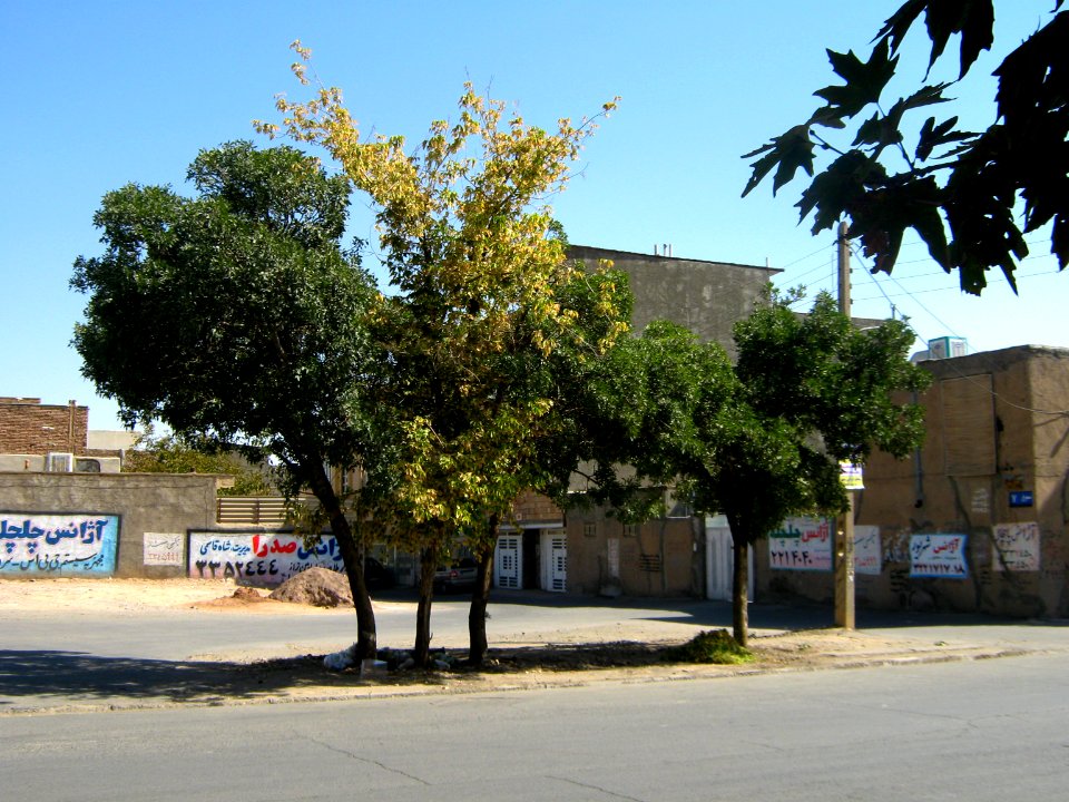 Trees in Simorgh st - Nishapur 3