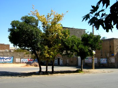 Trees in Simorgh st - Nishapur 3