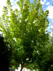 Trees near Railway station of Nishapur 5