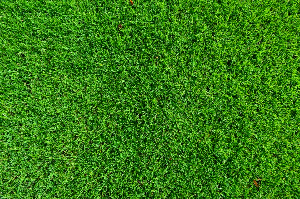 Background texture green