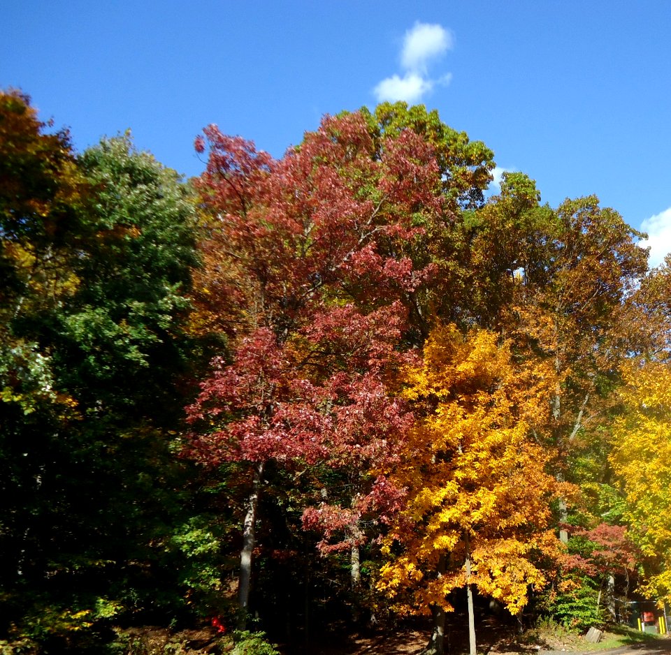 Trees near Echo Lake Park in Mountainside New Jersey