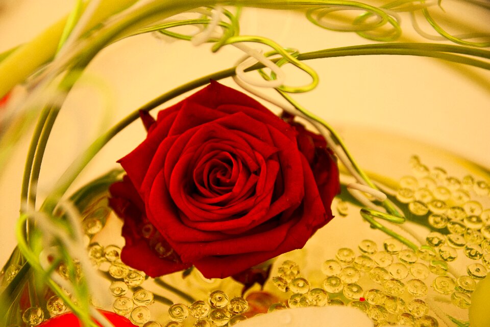 Decoration petals flower
