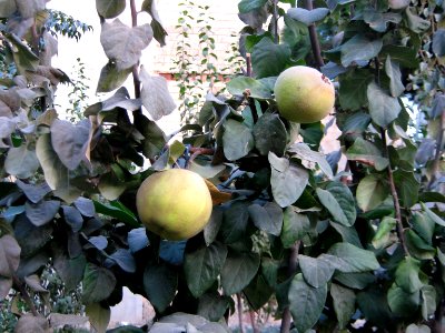 Trees in Navab st - Nishapur 3