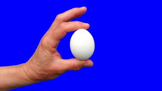 Chick blue background blue