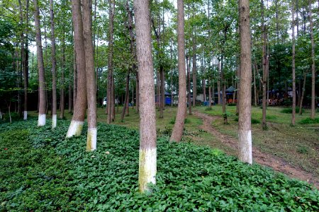 Trees - Chengdu Botanical Garden - Chengdu, China - DSC03524