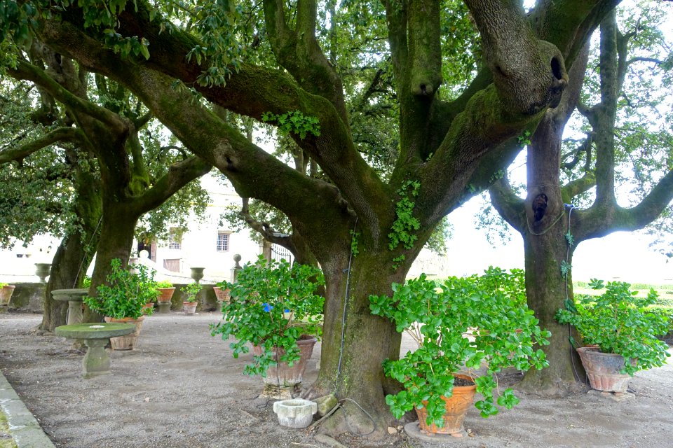 Trees - Castello Ruspoli - Vignanello, Italy - DSC02751