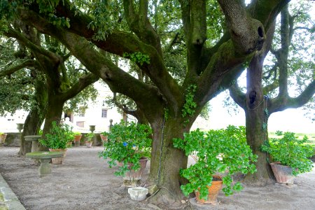 Trees - Castello Ruspoli - Vignanello, Italy - DSC02751