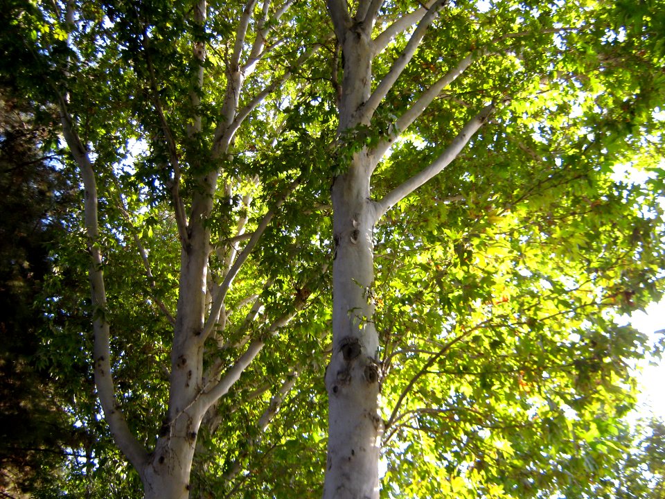 Trees - khayyam boulevard - Nishapur 2