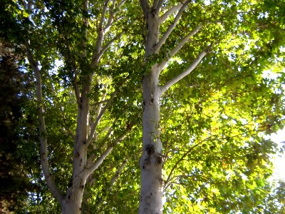 Trees - khayyam boulevard - Nishapur 2