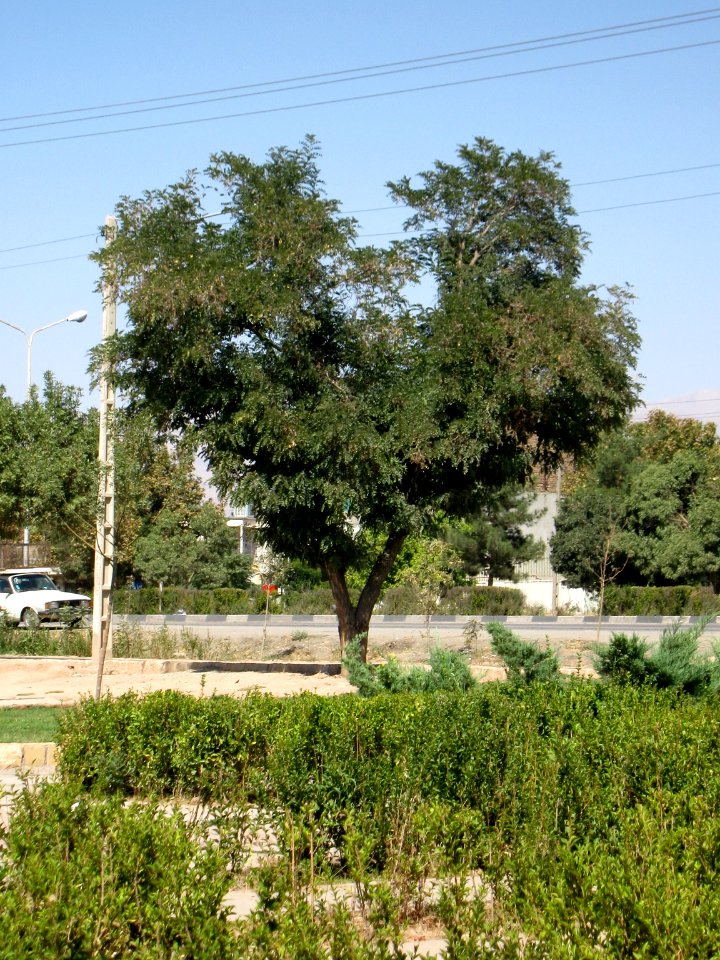 Trees - Simorgh Culture House - Nishapur 003